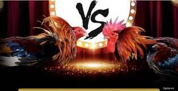 Hướng Dẫn Đá Gà Hay88 Chi Tiết Cho Người Chơi Mới