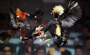 Hướng Dẫn Chi Tiết Cách Chơi Đá Gà Sabong Tại Hay88