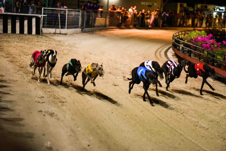 Hướng Dẫn Chi Tiết Cách Chơi Game Nhanh Đua Chó Tại Hay88