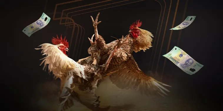 Hướng Dẫn Đá Gà Hay88 Chi Tiết Cho Người Chơi Mới